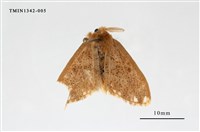 藏品(毒蛾科)的圖片